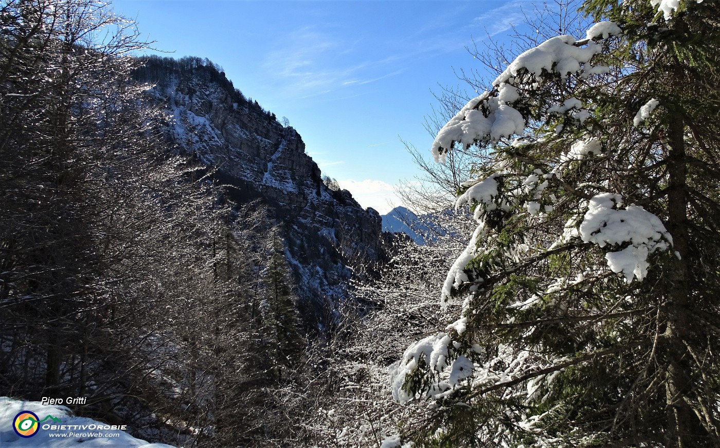 31 Il sole comincia a sciogliere la neve sulle piante.JPG -                                